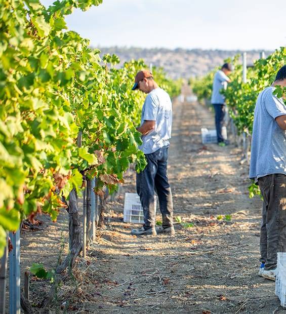 Mey Üzüm Bağları