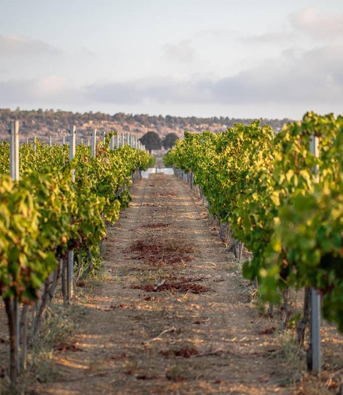 Mey Üzüm Bağları