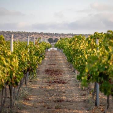 Mey Üzüm Bağları