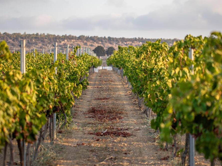 Mey Üzüm Bağları